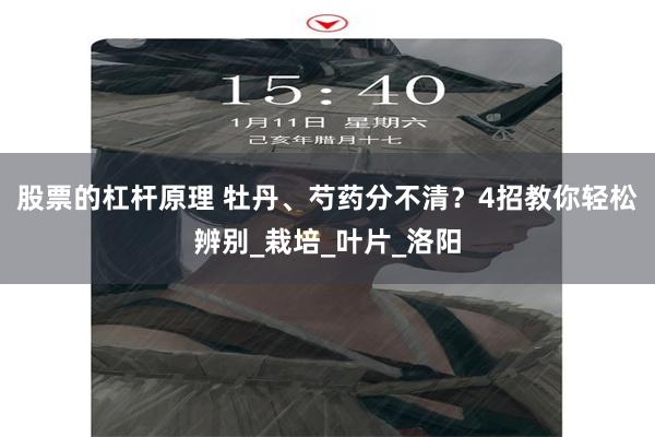 股票的杠杆原理 牡丹、芍药分不清？4招教你轻松辨别_栽培_叶片_洛阳